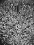 Buy Hundreds of Test Tubes Set Up to Symbolize the Lengthy Search For Polio Vaccine at AllPosters.com