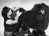 Best of Breed Standard Poodle, During Preparations For Final Judging, at Cruft's Dog Show