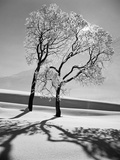 Buy Trees in the Snow at AllPosters.com