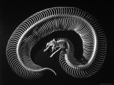 Buy Skeleton of a 4 Foot Long Gaboon Viper, Showing 160 Pairs of Movable Ribs at AllPosters.com