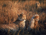 Buy Mother Cheetah and Her Cub in Game Preserve in Africa at AllPosters.com