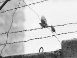 Sparrow Landing on Barbed Wire Atop the Berlin Wall