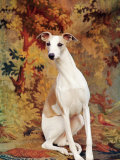 Portrait of Whippet Chosen Best in Show at the 88th Annual Westminster Kennel Club Dog Show