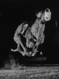 Muzzled Greyhound Captured at Full Speed by High Speed Camera in Race at Wonderland Track