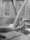 Picture Showing the Surplus Wheat on the Farm Glut