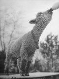 Sheep Drinking from a Bottle