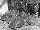People Watching Tortoises at the Zoo