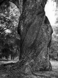 Sculptural Trunk of a Very Large Oak Tree