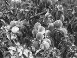 Peaches Ready For Harvesting