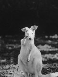 Part of a Herd of 40 Albino Kangaroos