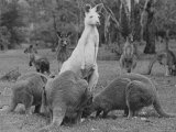Part of a Herd of 40 Albino Kangaroos