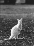 Part of a Herd of 40 Albino Kangaroos
