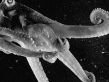 Side View of an Octopus Swimming with Tentacles and Eye Prominent