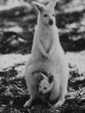 Part of a Herd of 40 Albino Kangaroos