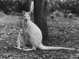 Part of a Herd of 40 Albino Kangaroos