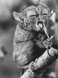 Tarsier at Dinner