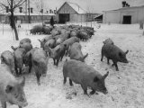 Buy Pigs Being Herded to the Weighing Scales on a State Farm at AllPosters.com