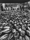 Tuna Being Unloaded from Boats at Van Camp Tuna Co. Cannery in American Samoa