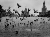 Pigeons in Red Square