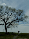 Buy Jogger Runs Along a Path Past a Weeping Willow Tree at AllPosters.com