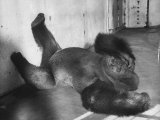 Phil the Gorilla Sleeping on His Back at the St. Louis Zoo