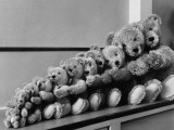 View of Some Teddy Bears