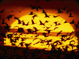 A View of the Sun with Silhouetted Snow Geese
