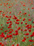 Wildflower Farming on a Kibbutz in Springtime