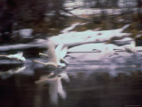 Trumpeter Swans Taking Flight from Water