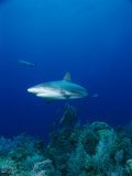 Buy A Caribbean Reef Shark Swims Above a Coral Reef in the Bahamas at AllPosters.com