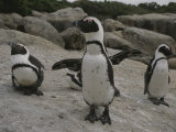Jackass Penguins