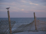 A Seagull Pauses Momentarily on a Wooden Fence Used for Dune Control