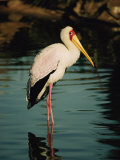 Yellow-Billed Stork