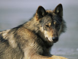 Gray Wolf