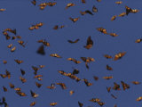 Monarch Butterflies in Flight