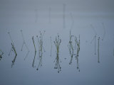 Buy Reflections of Delicate Aquatic Plants Sprouting from Glassy Water at AllPosters.com