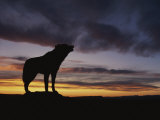 Howling Wolf Silhouetted against Sunset Sky