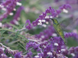 A Green Violet-Eared Hummingbird Feeds on Wildflowers