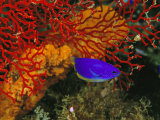 Buy A Blue and Gold Damselfish against a Red Gorgonian Coral at AllPosters.com