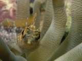 A Close View of a Goby Among the Tentacles of a Sea Anemone