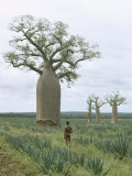 Buy A Man Looks at a Baobab Tree at AllPosters.com