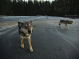 Gray Wolves, Clayoquot Sound, Vancouver Island