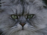 A Portrait of a Persian Cat