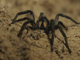 Mygalomorph Spider