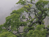 A Gnarled Oak Tree Stands in the Mist