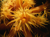 A Close View of a Cluster of Sea Anemones