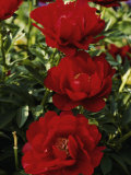 Close View of Red Peony Blossoms