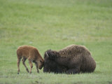 American Bison Calf Playfully Butts Heads with Mother