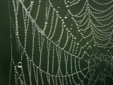 A Close View of a Spiderweb