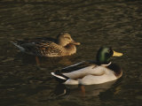 Buy A Pair of Mallard Ducks Go for a Swim at AllPosters.com